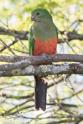 Alisterus scapularis (Australian King Parrot).jpg